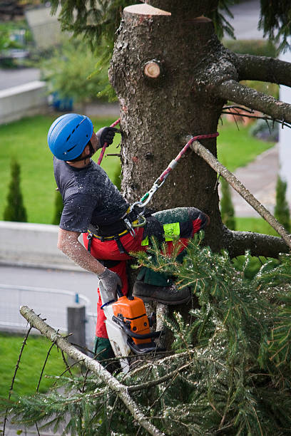 Best Palm Tree Trimming  in Reidville, SC