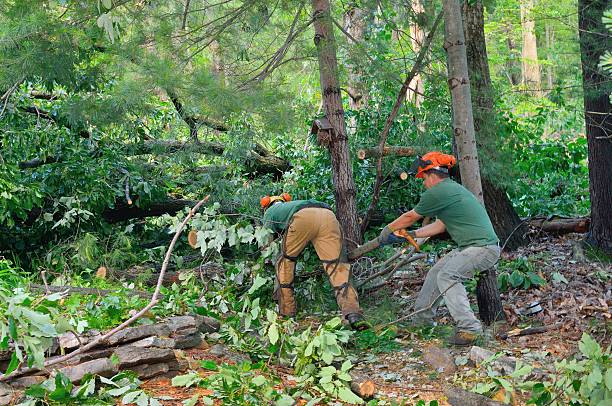 Best Lawn Drainage Solutions  in Reidville, SC