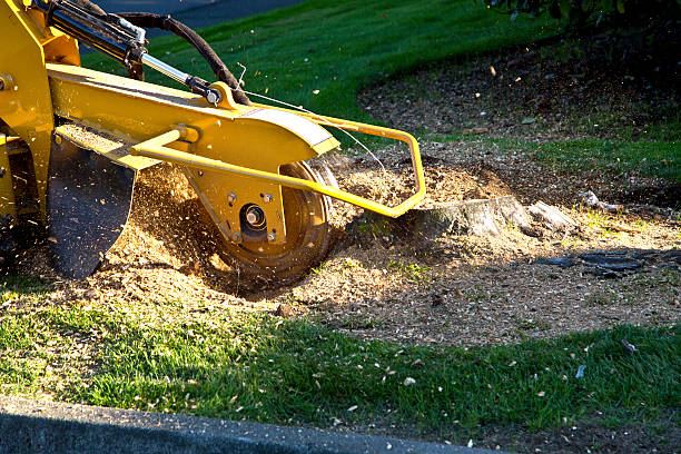 Best Fruit Tree Pruning  in Reidville, SC